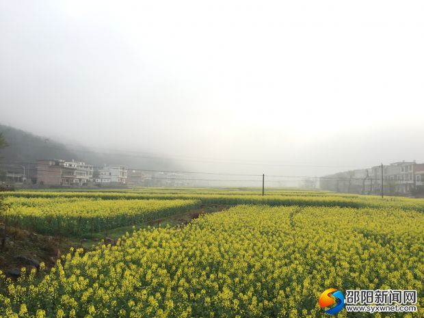 万亩油菜基地白云铺示范点