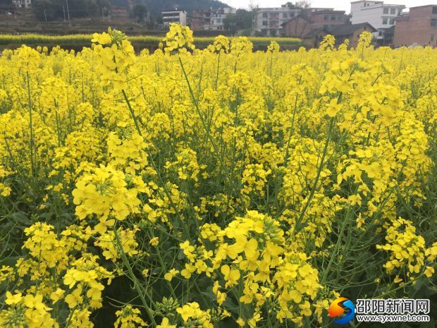 油菜花争相开放