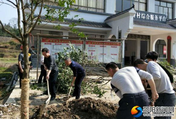 在秦桥村植树