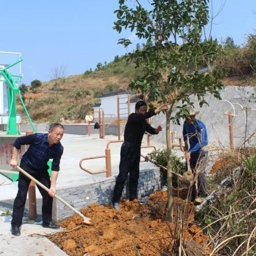 在柳石新村村植树