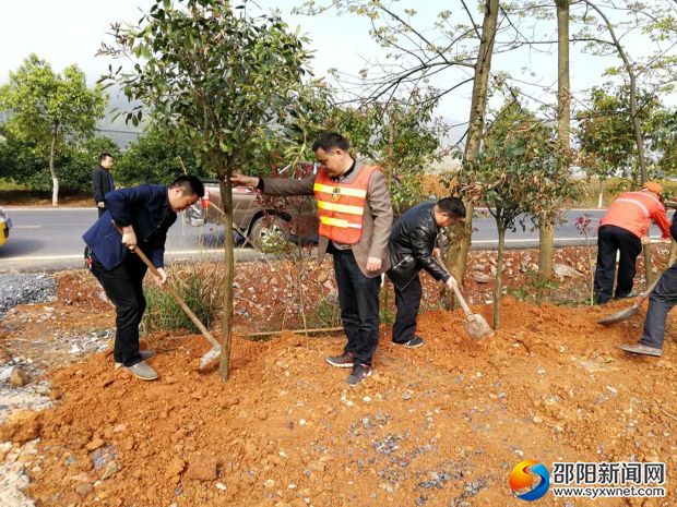 植树现场