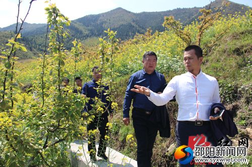 调研组一行在塔溪村白岩山苗香梨种植基地实地考察