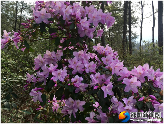 QQ图片20180401103354