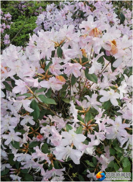 QQ图片20180401103419