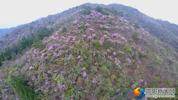 野生杜鹃花2