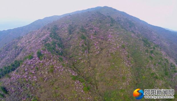 野生杜鹃花3