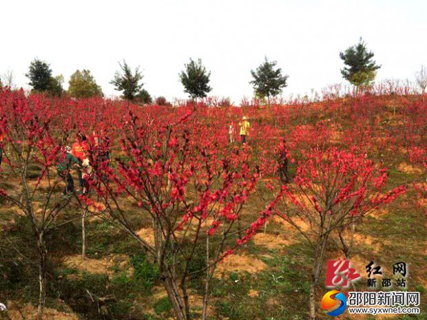 大同福地 桃园