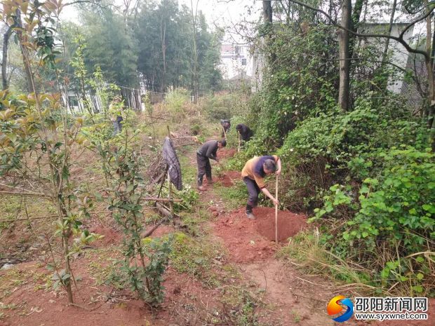 肖八村民正在种油茶