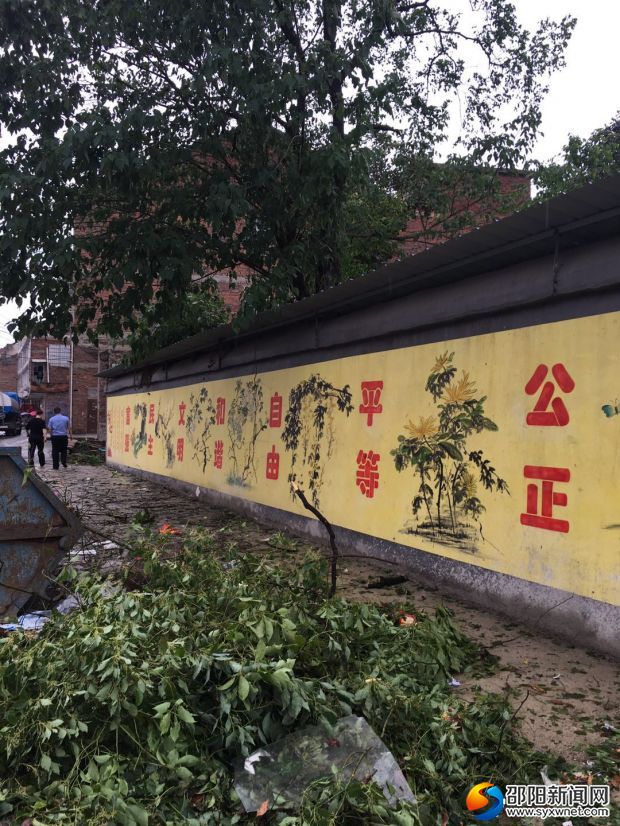 被风刮断的树