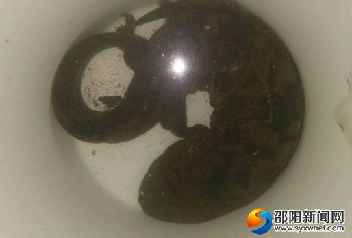 娃娃鱼