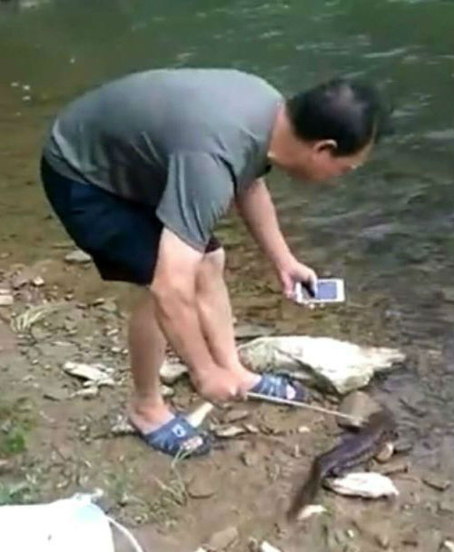 工作人员正在放生娃娃鱼