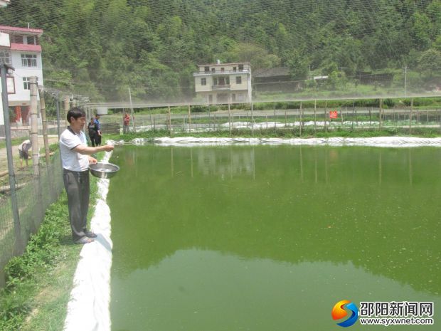 投放饲料