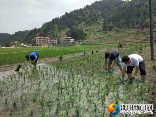 图为县人社局党员在帮助贫困户抢插中稻