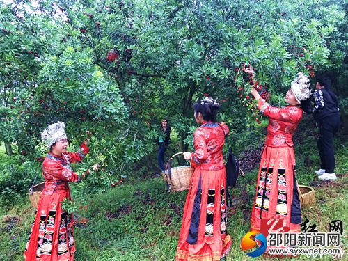 游客采摘杨梅情景