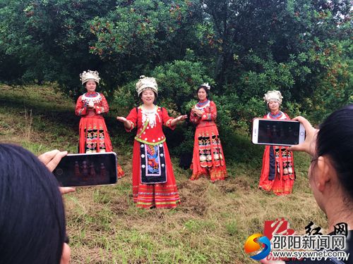 兴奋的游客在杨梅树旁唱起了山歌