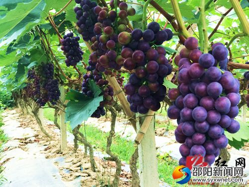 天元农业葡萄园基地果满枝头