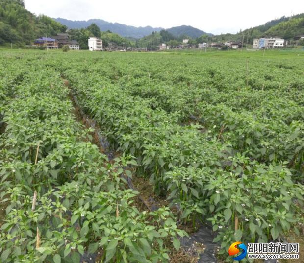 城步汀坪乡蓬瀛村种植的成片辣椒。