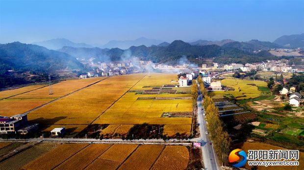 富阳村 &ldquo;金黄稻田 风景如画&rdquo;（资料图）
