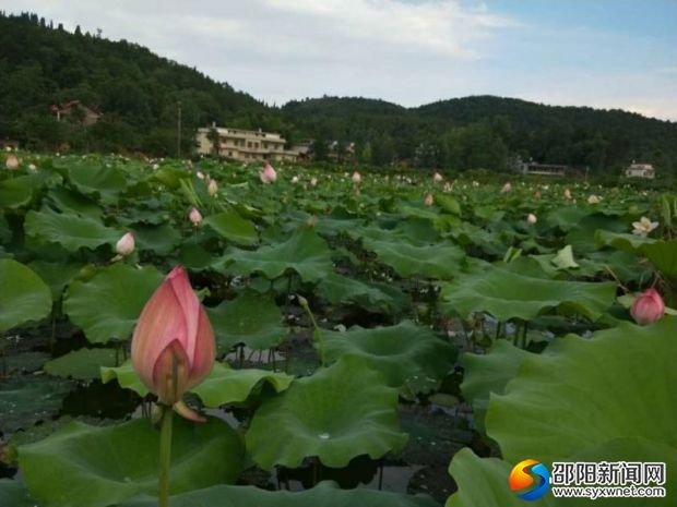 三门村百亩集中连片荷花