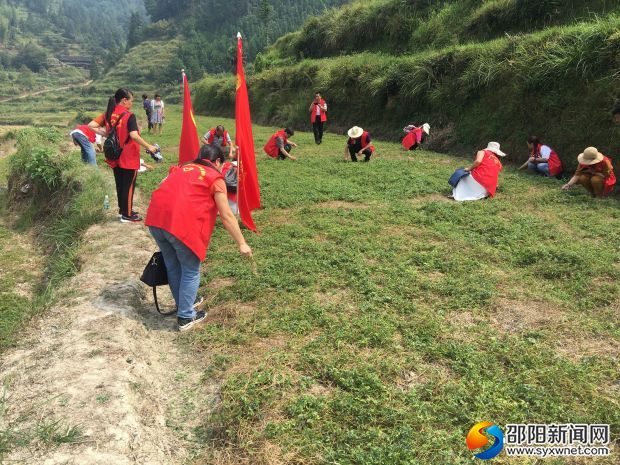 图为:干部职工正在为绞股蓝产业基地清除杂草