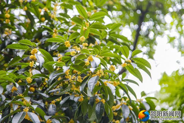 小小的花瓣却散发出迷人的香味,让人心旷神怡