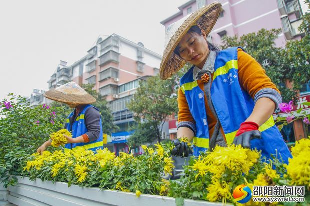 工作人员在对花厢式隔离带内菊花进行处理