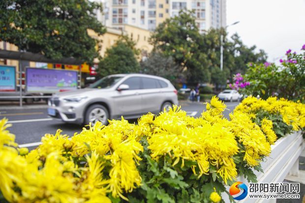 金黄的菊花 (2)