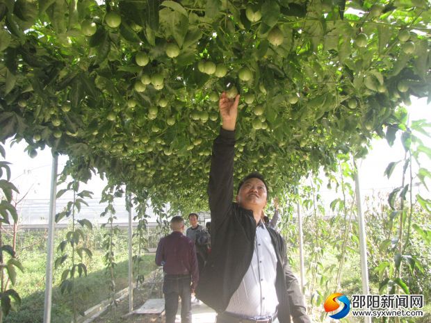 游客摘个百香果