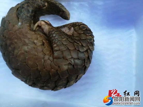 新邵破获特大贩卖濒危野生动物及其制品案2