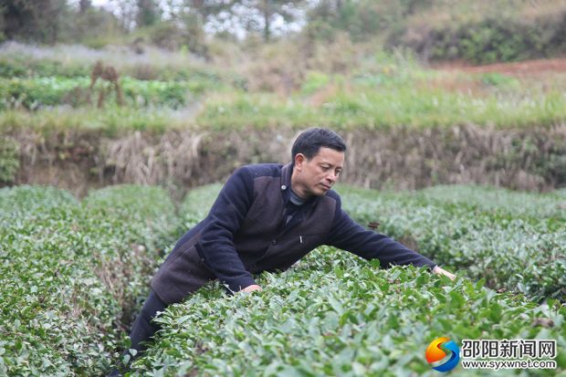 刘光昭对茶树进行护理