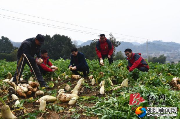 DSC_0505_副本 萝卜