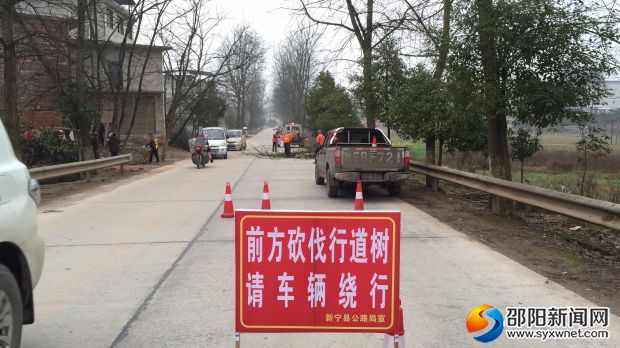 新宁公路局砍伐枯死行道树