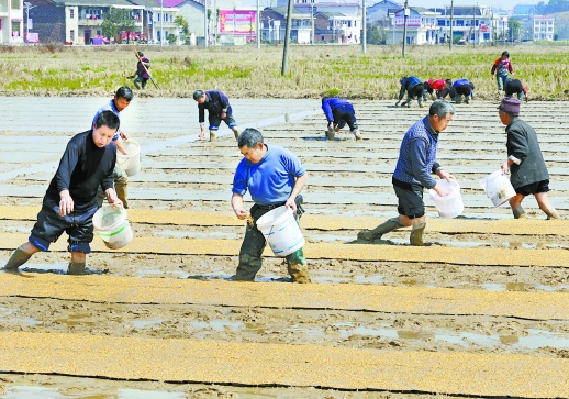 3月10日，洞口县高沙镇石榴村，村民在秧田播种育秧。当天，该县农民抢抓雨过天晴的好时机，开展春耕生产。