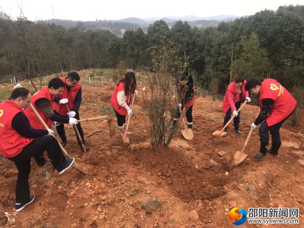 大家齐心协力,又一棵高山杜鹃种好了。