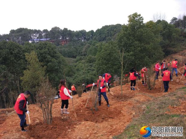 到达义务植树点,大家合理分工、迅速行动。