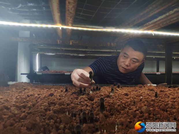 正在查看黑皮鸡枞出菌情况的雷云新