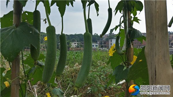 一、“开心农场”瓜果飘香IMG20190608123217