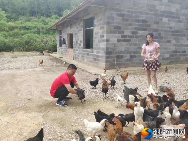 曾兆明正在养鸡场收购农户散养土鸡