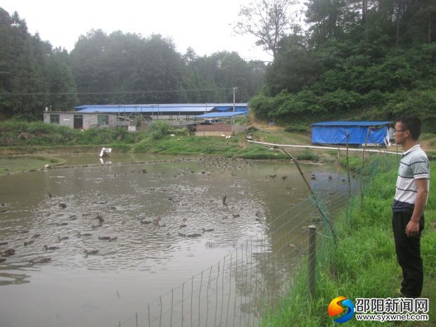 看绿头野鸭