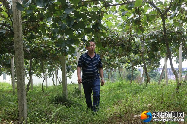 李玉阳在猕猴桃基地