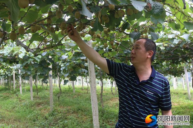 李玉阳在看猕猴桃的长势