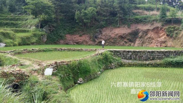 宅基地拆除后复垦现状