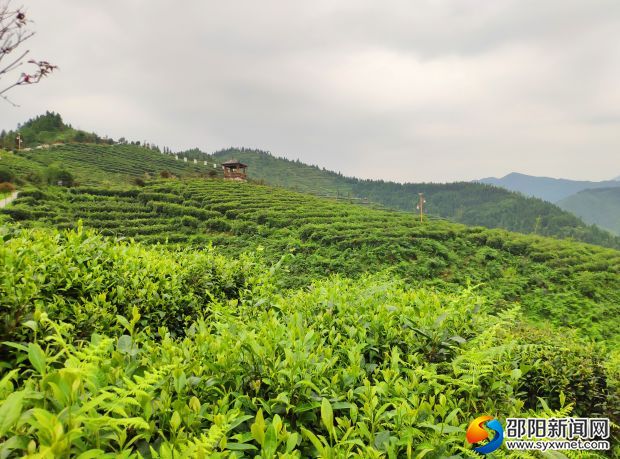 洞口县古楼乡古楼村茶山