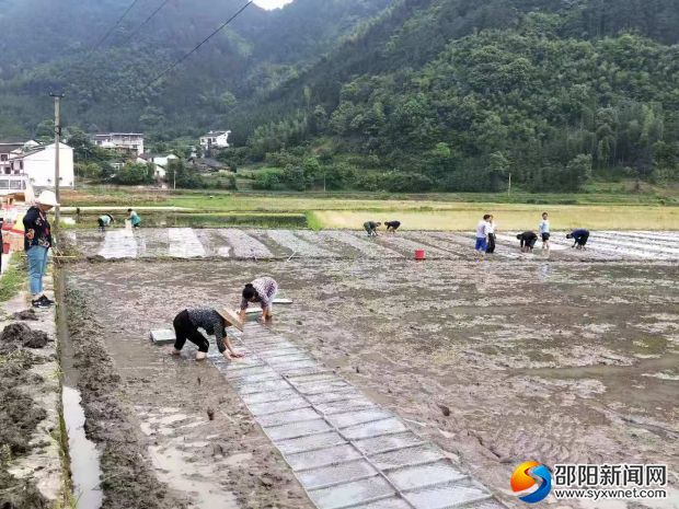 赤塔水稻种植合作社水稻基地育秧