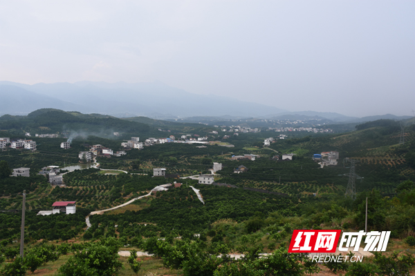 新宁黄龙镇获评湖南首批农业特色小镇,这里漫山遍野都是脐橙树。