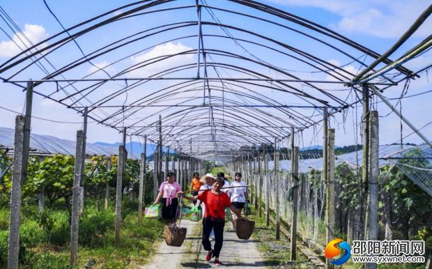 邵东县公田村葡萄种植基地采摘