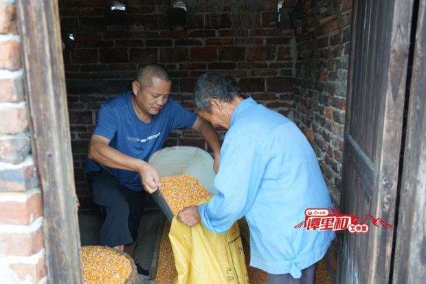 吉刚在帮贫困户收拾玉米。