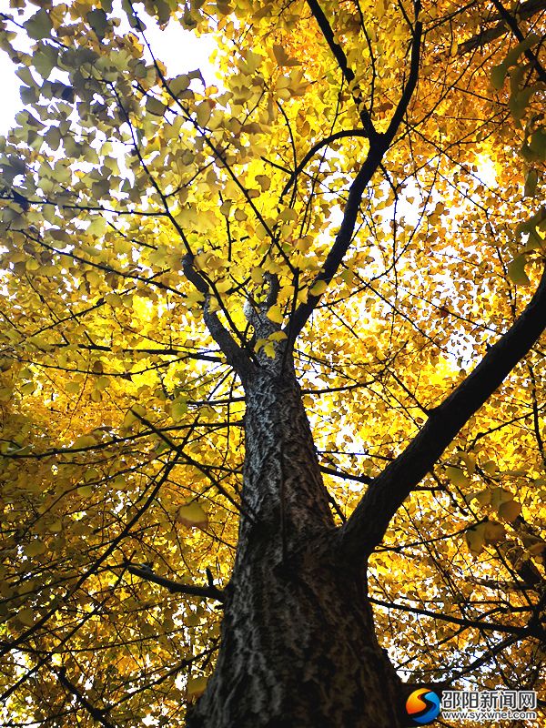 微信图片_20191208140640_副本