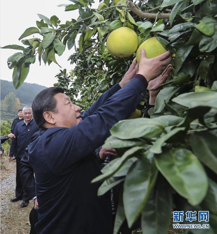 11月3日至5日,中共中央总书记、国家主席、中央军委主席习近平在湖南考察。这是3日下午,习近平来到湘西土家族苗族自治州凤凰县廖家桥镇菖蒲塘村了解扶贫开发和水果产业发展情况,亲手帮村民摘柚子。新华社记者兰红光摄.jpg 11月3日至5日,中共中央总书记、国家主席、中央军委主席习近平在湖南考察。这是3日下午,习近平来到湘西土家族苗族自治州凤凰县廖家桥镇菖蒲塘村了解扶贫开发和水果产业发展情况,亲手帮村民摘柚子。新华社记者兰红光摄.jpg
