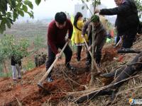 邵阳：市领导率40多家市直单位义务植树6000多株